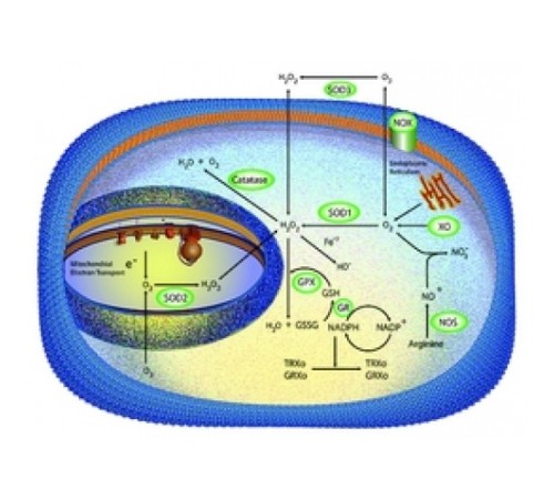 Супероксиддисмутаза из порошка Escherichia colilyophilized, 1000 единиц / мг белка Sigma S5639