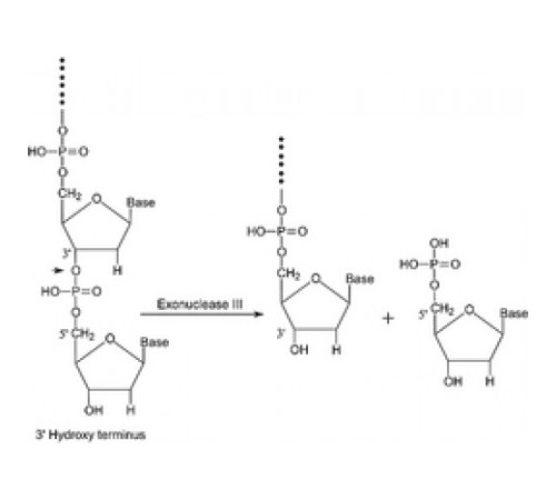 Экзонуклеаза III из забуференного водного раствора глицерина Escherichia coliBE25 / psGR3 Sigma E1131