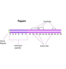 Папаин из лиофилизированного порошка латекса папайи, 0,5-2,0 мкг / мг твердого вещества Sigma P3250