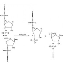 Рибонуклеаза Т1 из суспензии сульфата аммония Aspergillus oryzae, 300000-600000 мкг / мг белка Sigma R1003