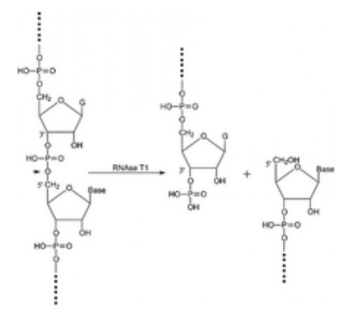 Рибонуклеаза Т1 из суспензии сульфата аммония Aspergillus oryzae, 300000-600000 мкг / мг белка Sigma R1003