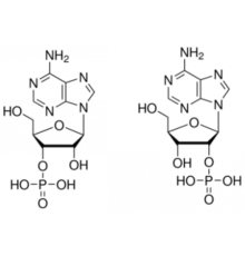Смешанные изомеры аденозина 2 '(3'β монофосфата Sigma A3013
